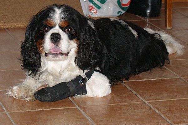 cane con zampa fasciata