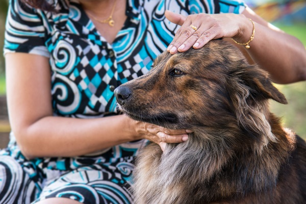 carezze al cane