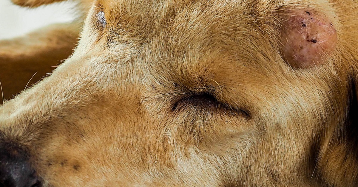 Tumori del follicolo pilifero nel cane: tutto ciò che occorre sapere