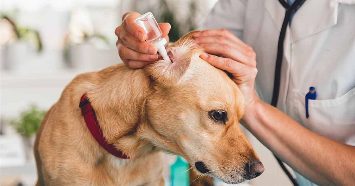 Perdita dell’udito progressiva nel cane: sintomi e come affrontarla