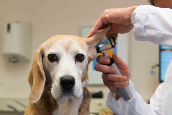 perdita progressiva dell'udito del cane