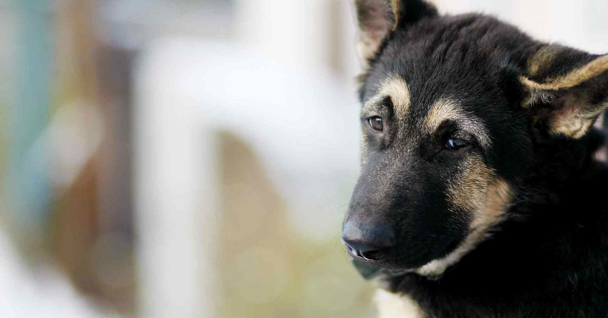 Ulcera colica nel cane: tutto quello che c’è da sapere