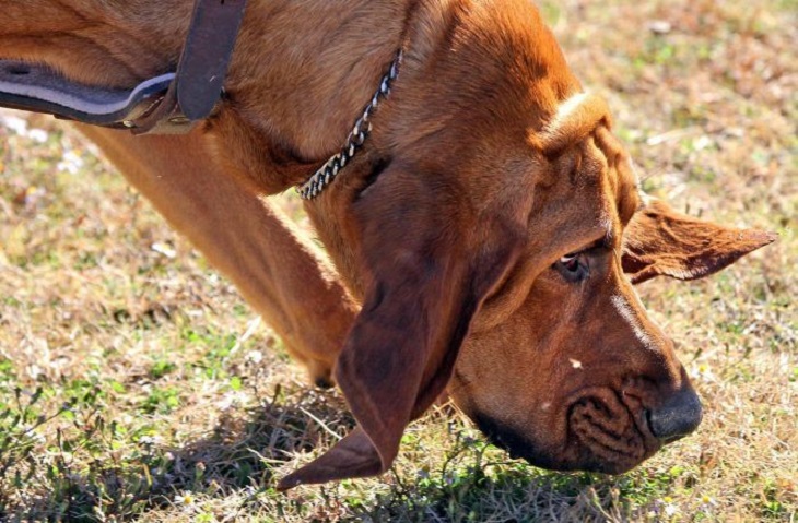 unità-cani-speciale