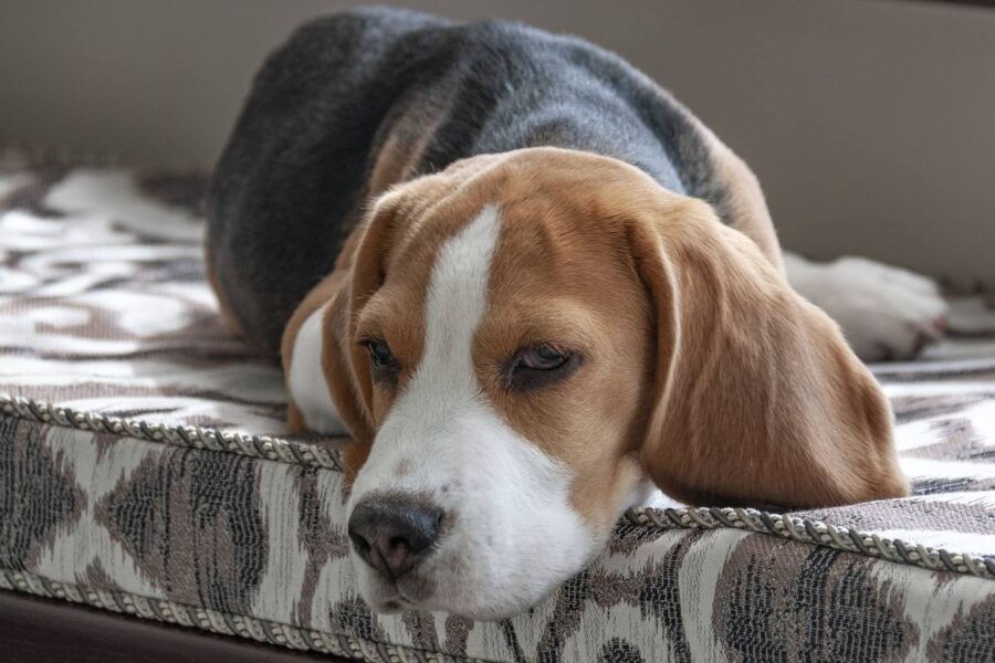 beagle sul letto