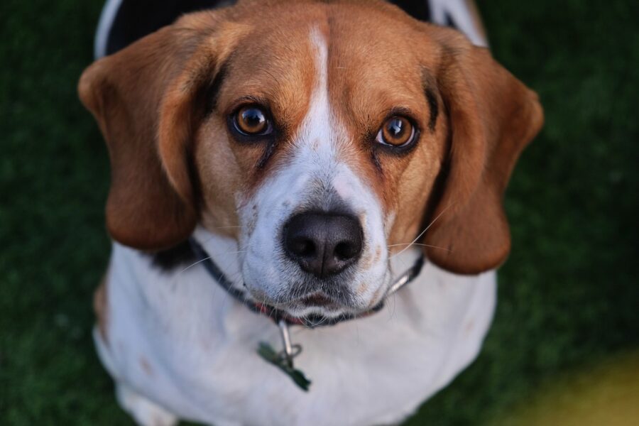 beagle con lo sguardo dolce