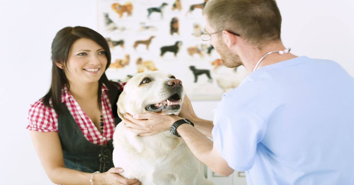 Razze di cani con spese veterinarie (davvero) alte