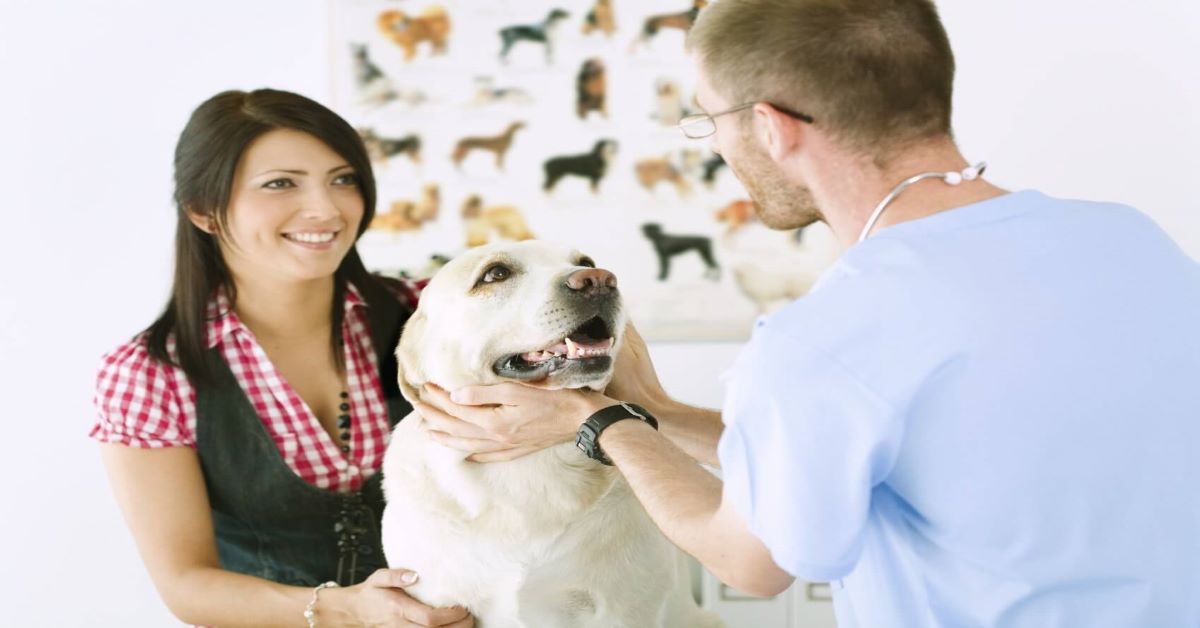 Gastroenterite linfocitico-plasmocitica nel cane: cos’è e cosa fare