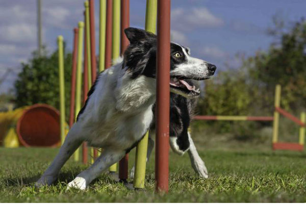 cane che gioca