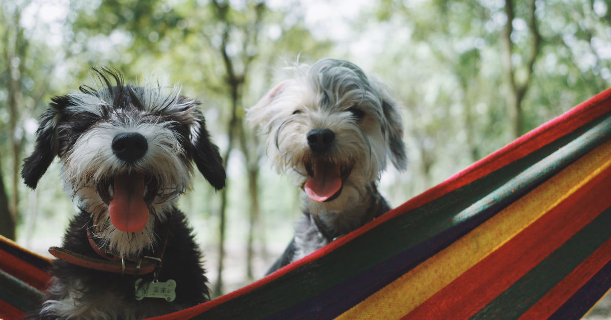 Vitamine e integratori umani al cane: si può fare?