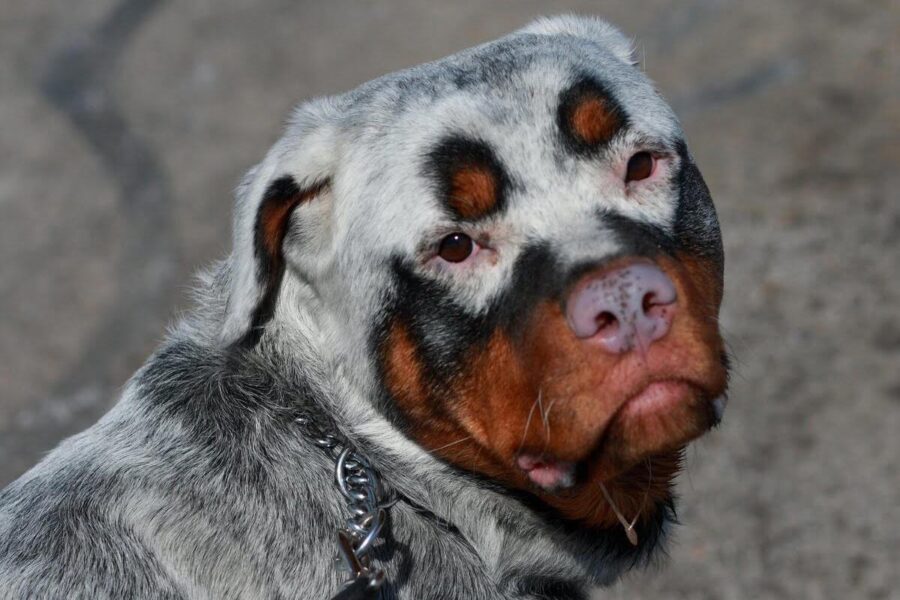 dobermann con la vitiligine