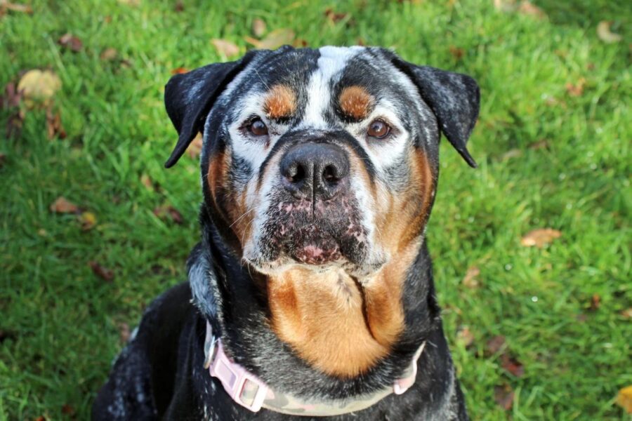 rottweiler con macchia bianche nel pelo