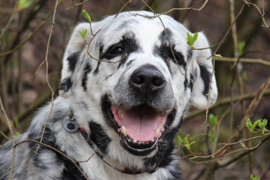 cane con il pelo bianco e nero