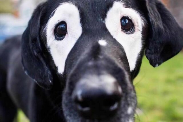 Vitiligine del cane: tutte le cause, i sintomi e i rimedi