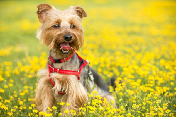 cane tra i fiori