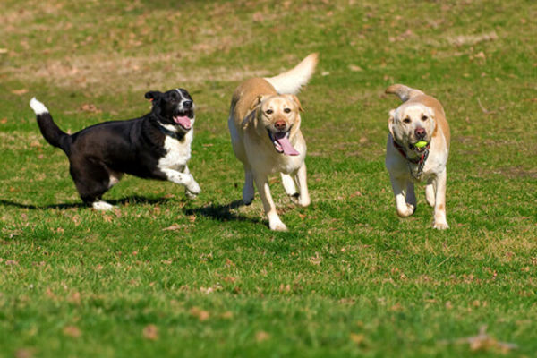 cani che camminano