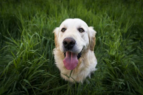 cane che guarda