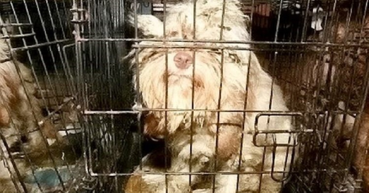 54 cani chiusi in gabbia, i soccorritori li hanno salvati dal primo all’ultimo