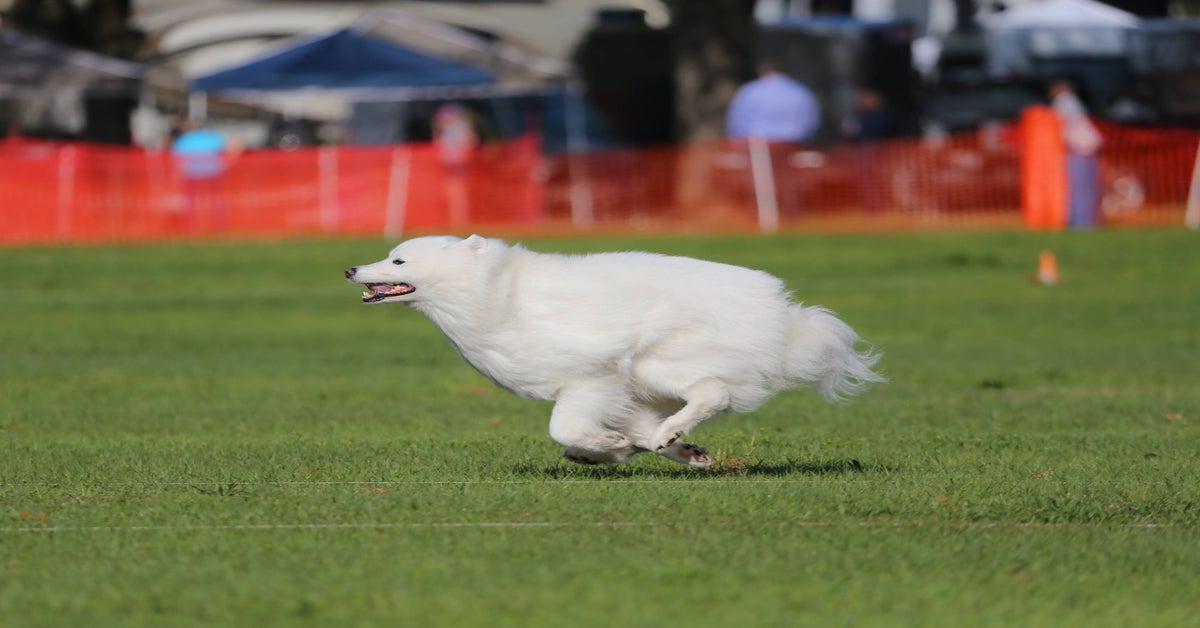 Coursing dog: tutto ciò che c’è da conoscere su questo sport