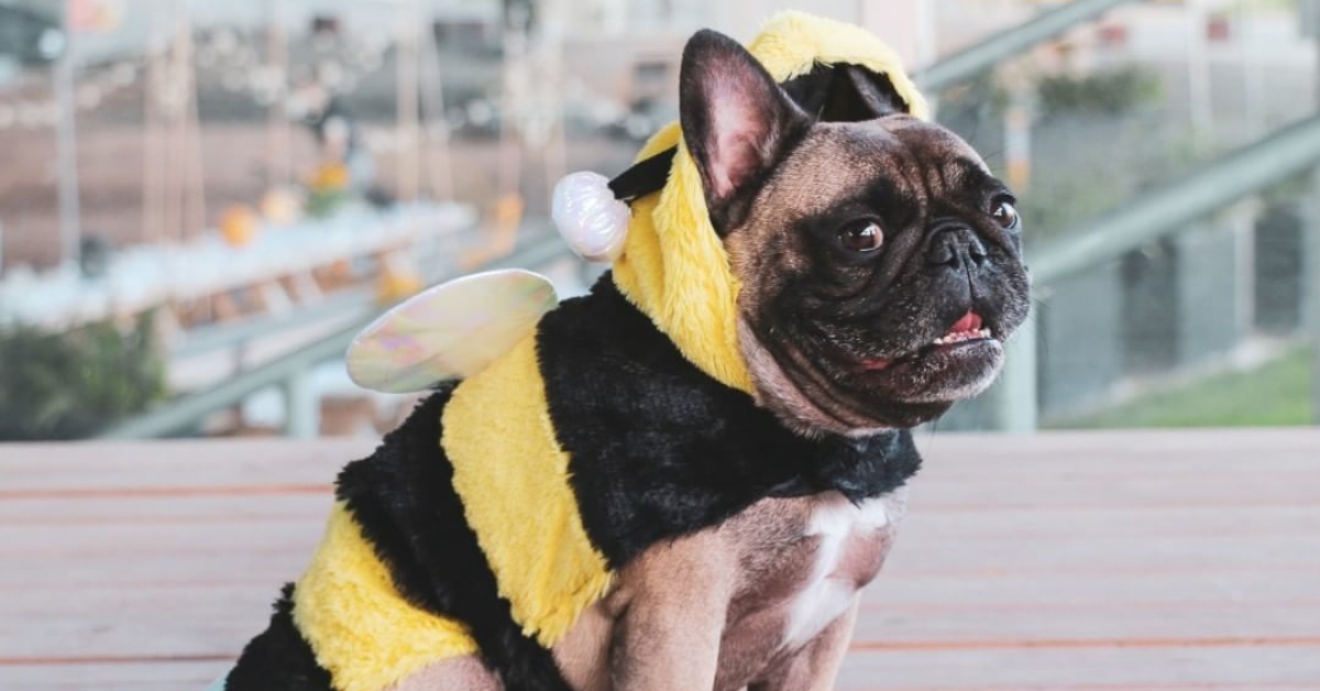 Cane punto da un’ape(o da una vespa): ecco cosa fare