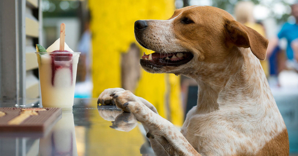 Cane e barbecue: le regole per tenerlo al sicuro (e farlo comportare bene)