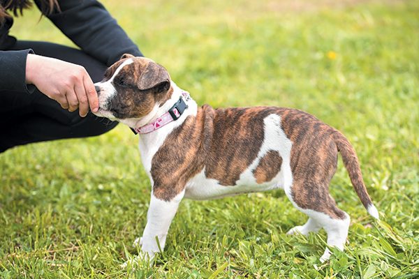 Addestrare un cane territoriale