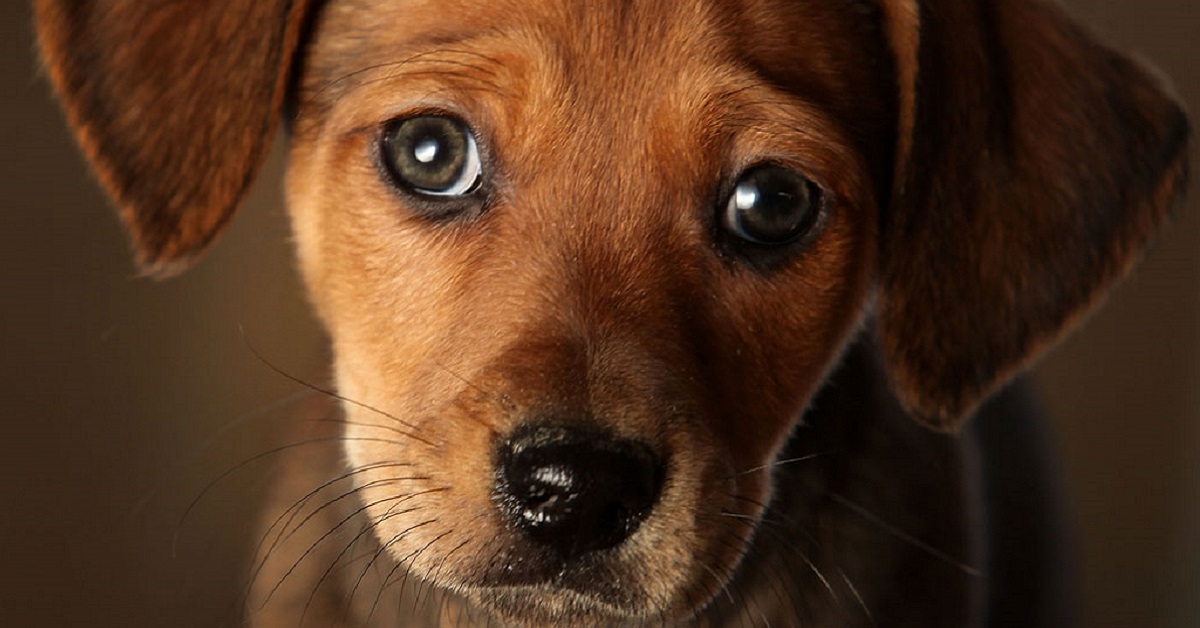 Arco aortico destro persistente nel cane: cos’è e come si riconosce