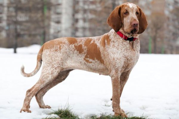 razze di cani italiane