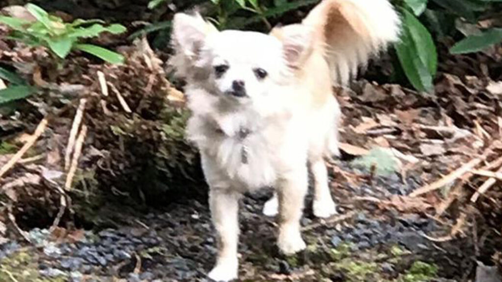 Cagnolina Emma