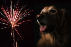 Calmare un cane durante i fuochi d’artificio