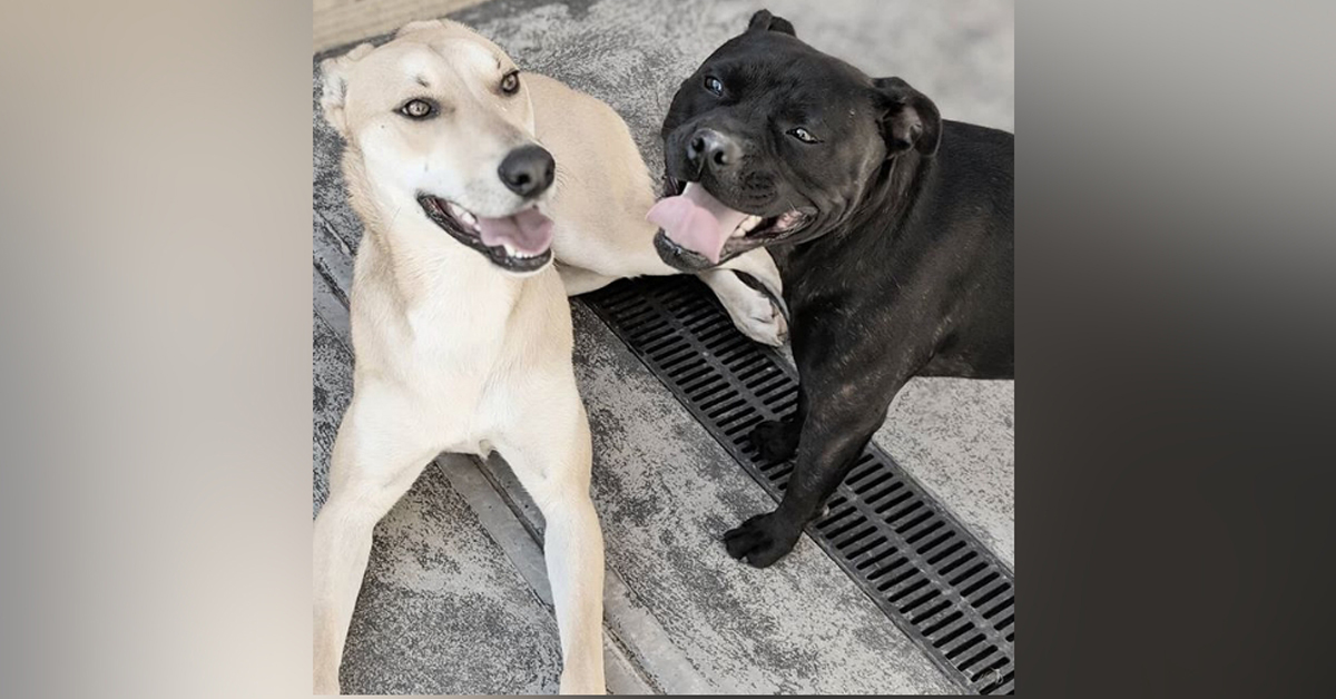 Aeida, la cagnolina che ama fare il bagnetto con un bambino