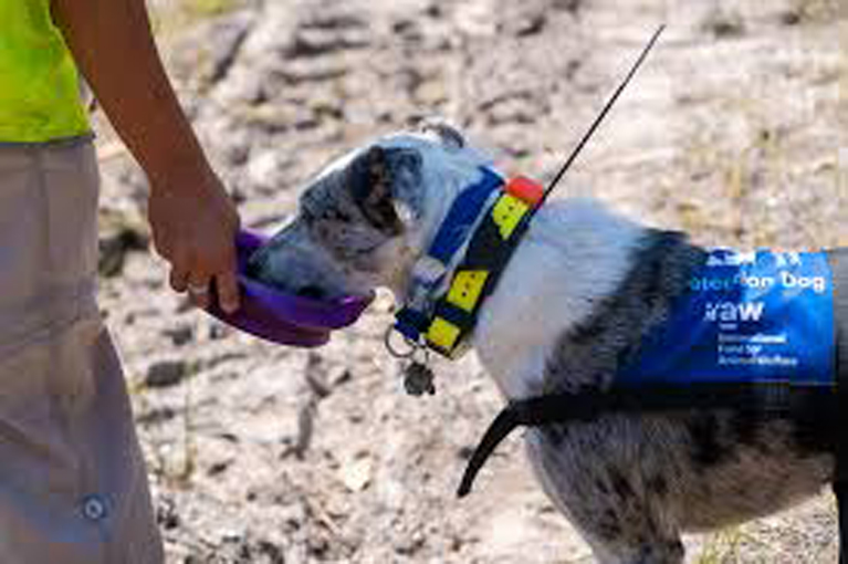 Cane Bear che salva i Koala