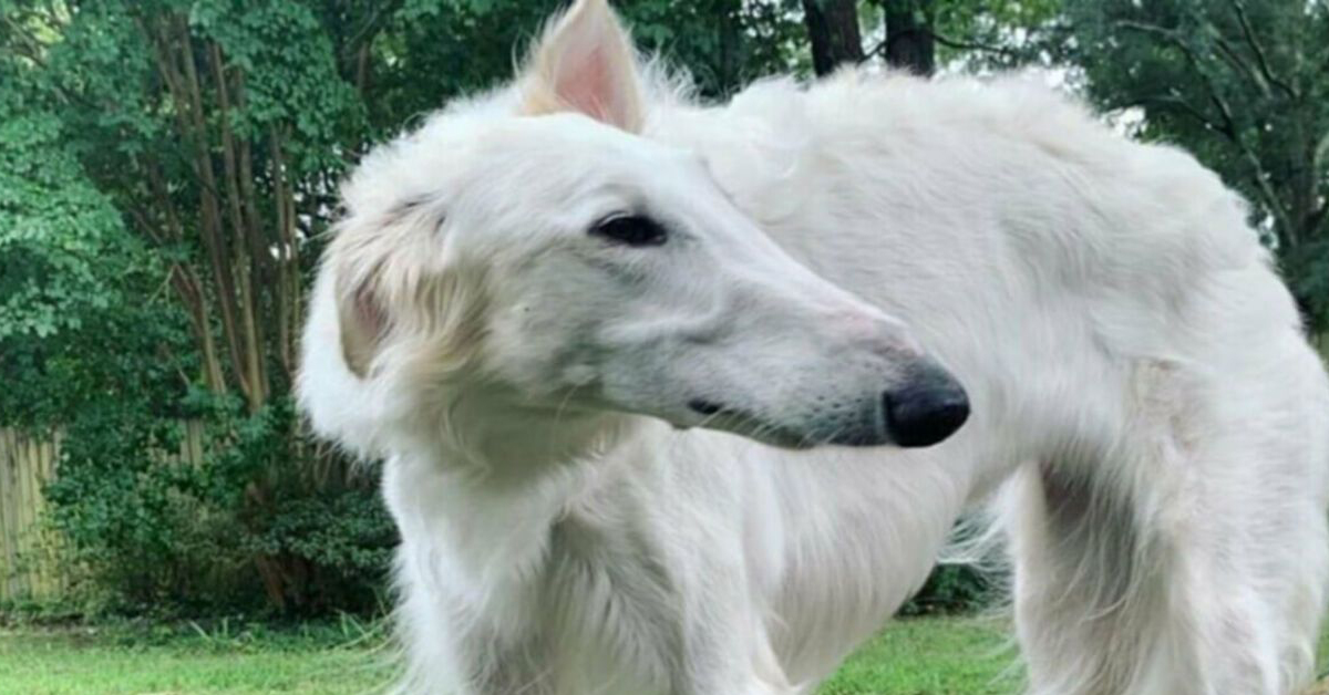 Eris, il cane dal muso lunghissimo famoso su Instagram