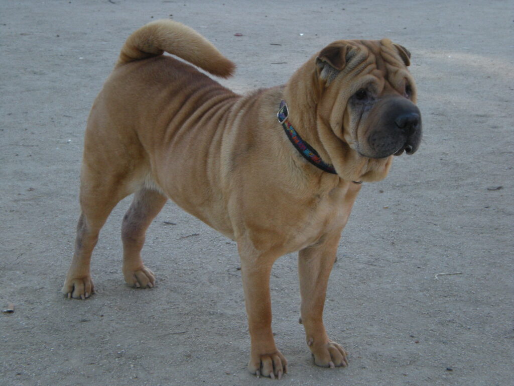 Cane Shar Pei