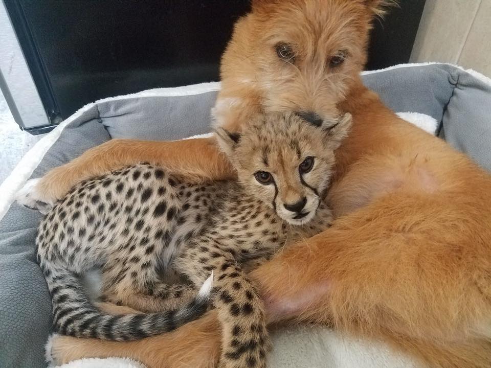 Cane abbracciato ad un cucciolo di ghepardo