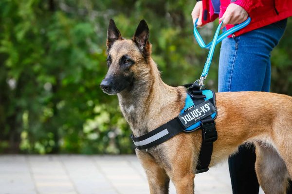 guinzaglio per insegnare al cane a fare uno spettacolo