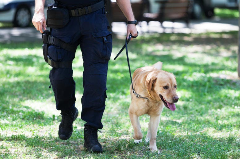 Cane al guinzaglio