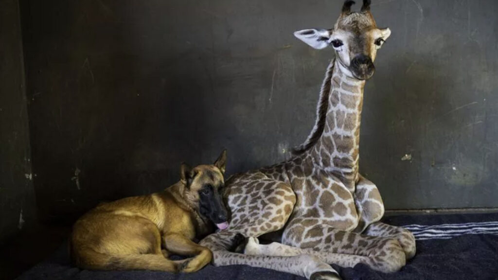 Cane amico di una giraffa