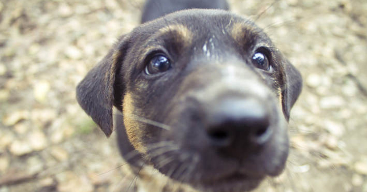 Trapani: cani spariti dal canile, risolto il mistero