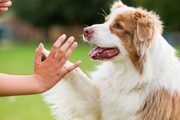 Cane che cambia proprietario