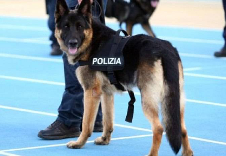 Cane che fa parte della polizia