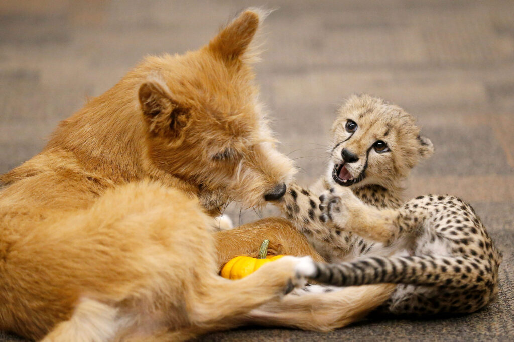 Cane che gioca con un ghepardo
