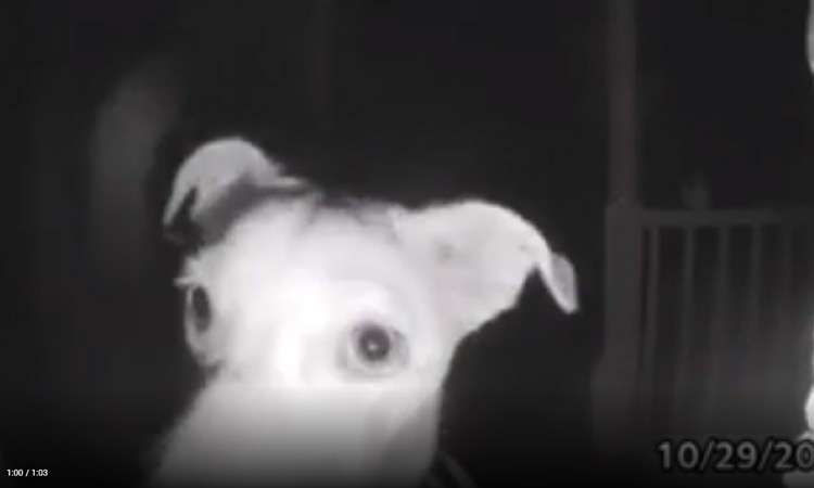 Cane che suona il campanello
