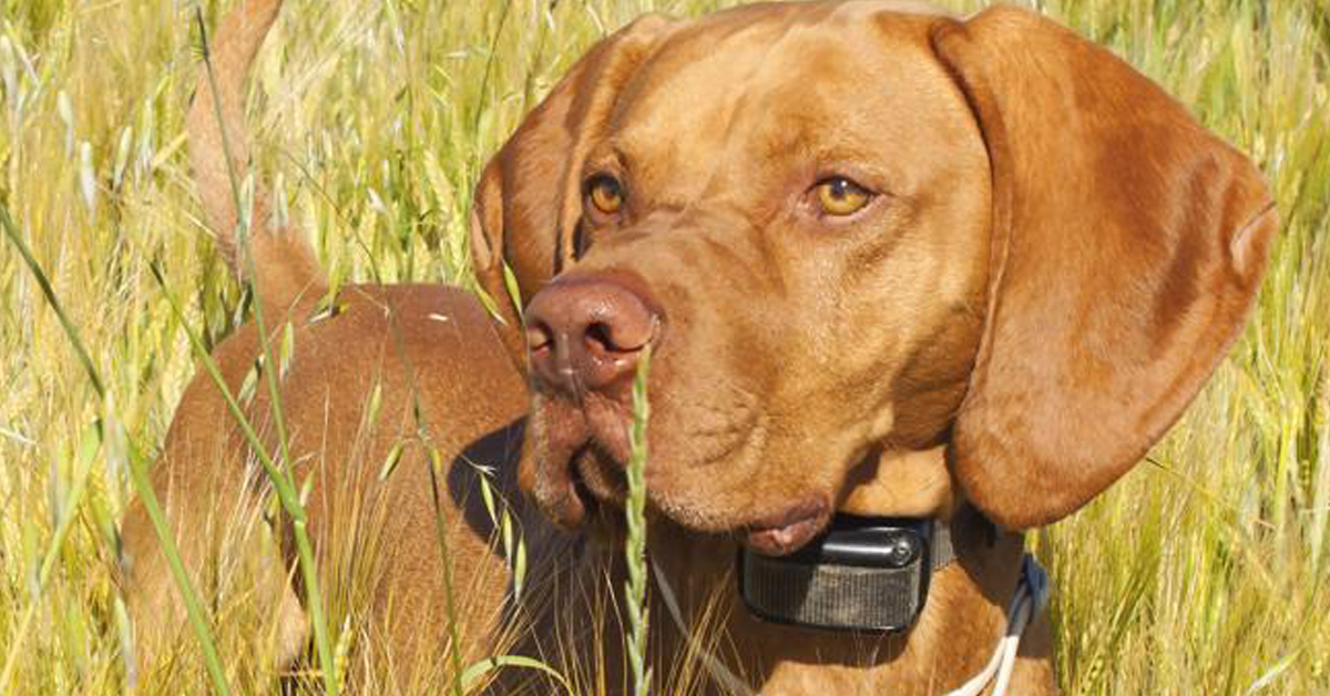 Parma: cane perde la vita per il collare elettrico, condannato il proprietario