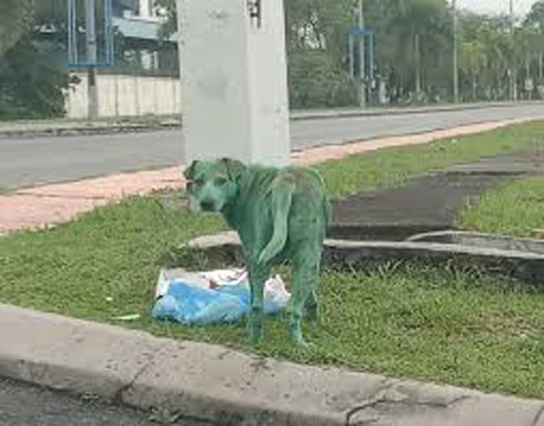 Cane con il pelo verde