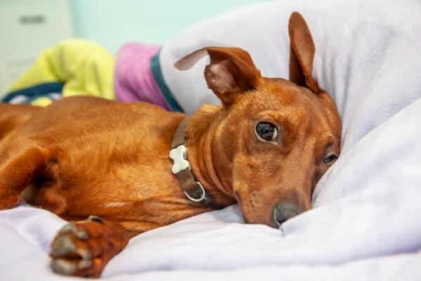 Cane con insufficienza cardiaca