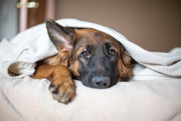 cane nel letto