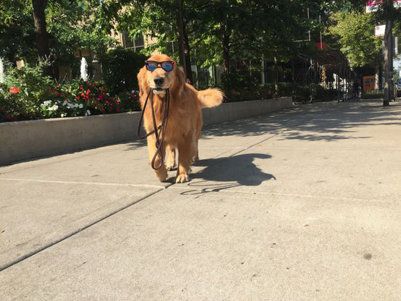 Cane con occhiali da sole e guinzaglio in bocca