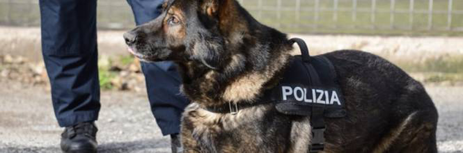 Cane della Polizia
