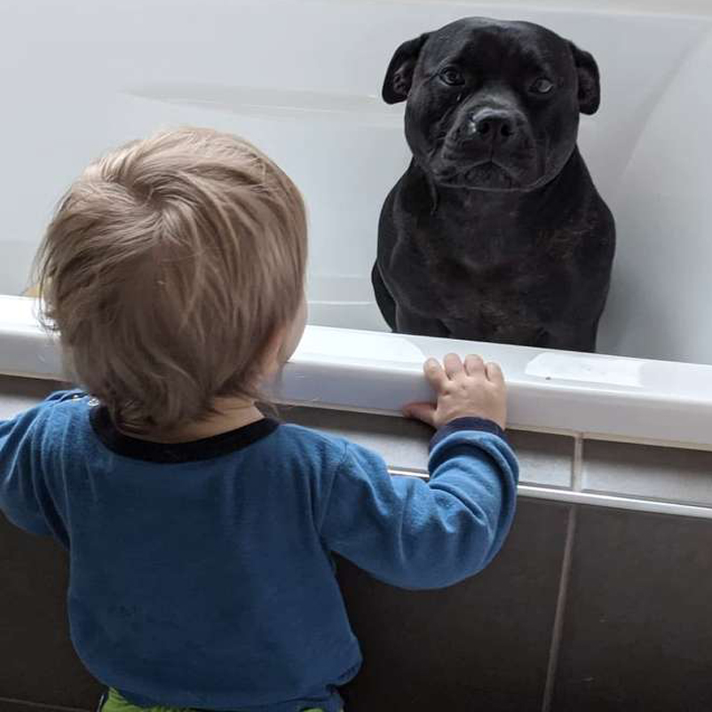 Cane dentro una vasca conun bambino