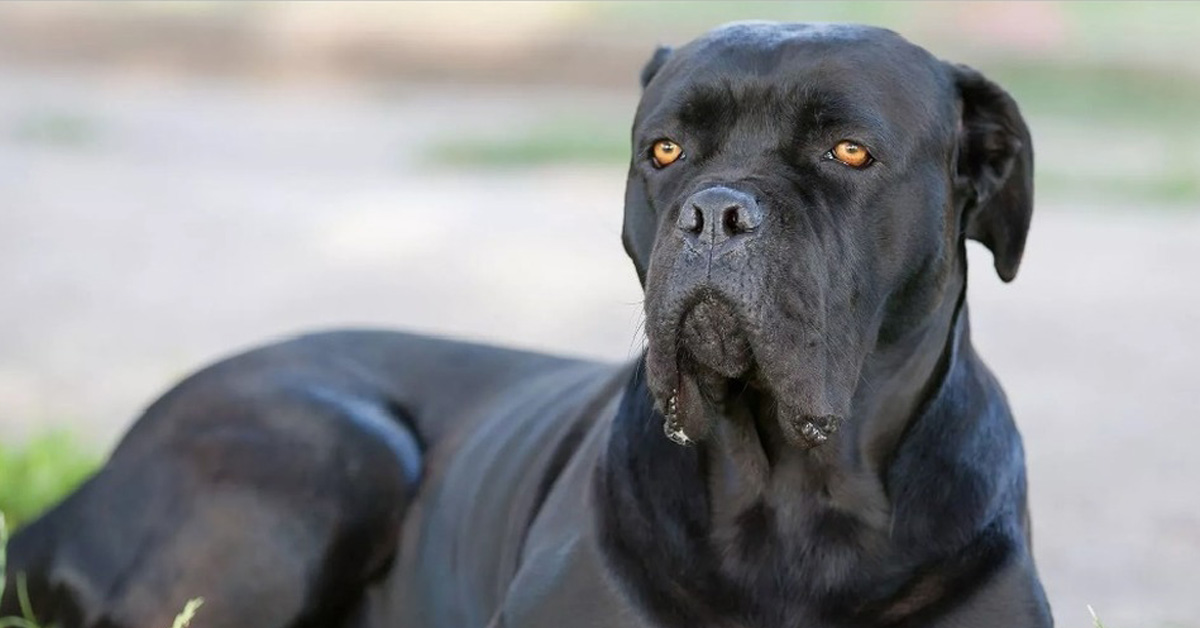 Treviso: cane difende la casa dai ladri, loro gli rompono le zampe